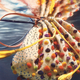 Illustration for article titled May Anthropologie Catalog: Totally Watered Down
